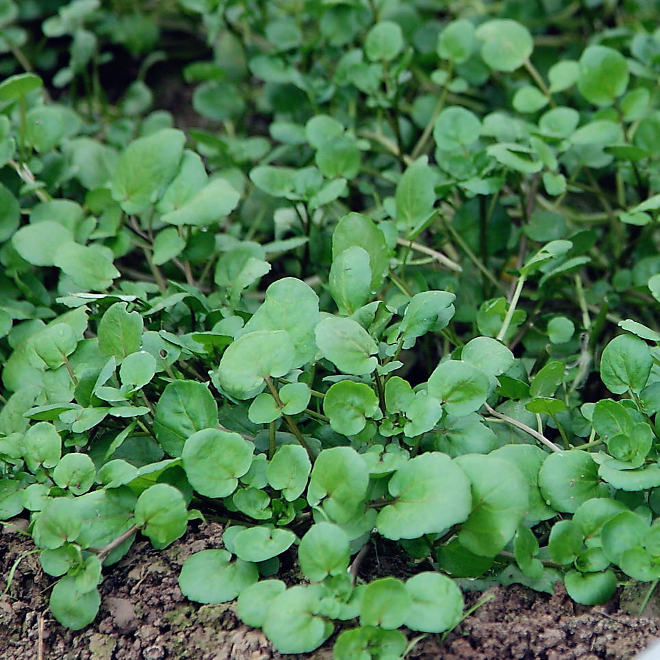 西洋菜（11元/6两/份）