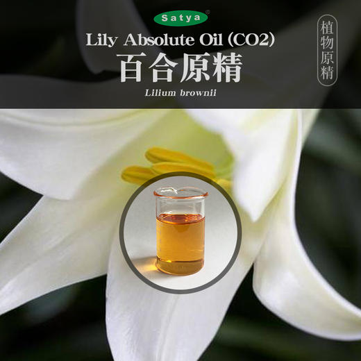 satya印度百合精油5ml超临界co2原精