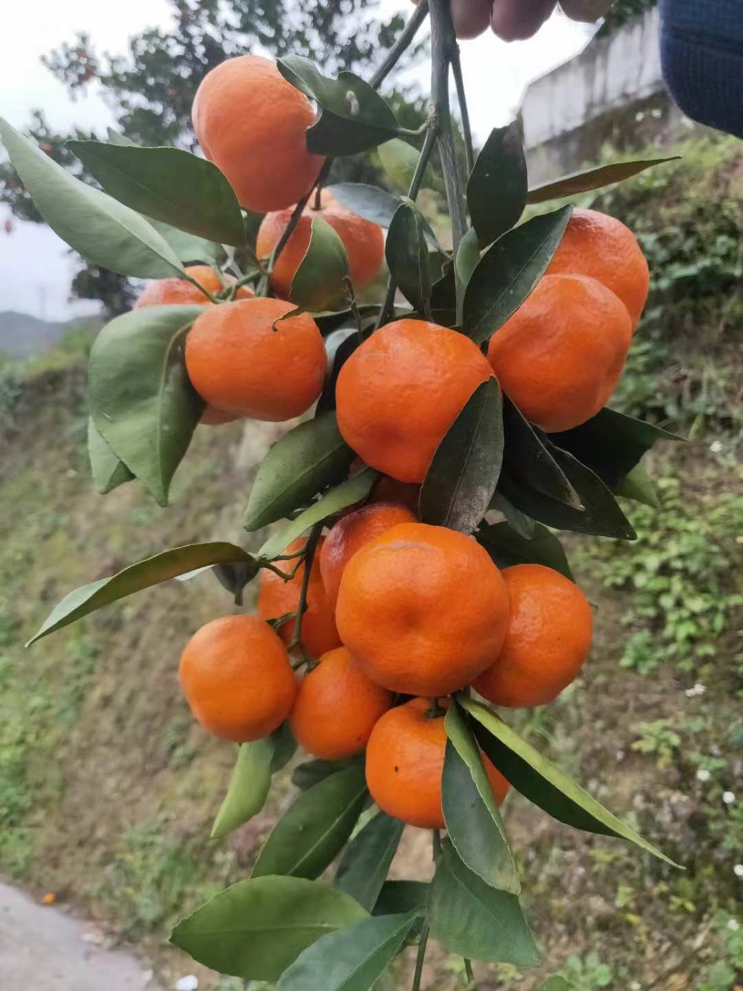 贵州余庆县满溪红金桔红军橘密桔柑子适合各类人群品尝 11月中旬开始