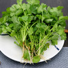 香菜 100g 商品缩略图0