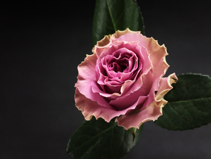 肯尼亚玫瑰42号公路10支