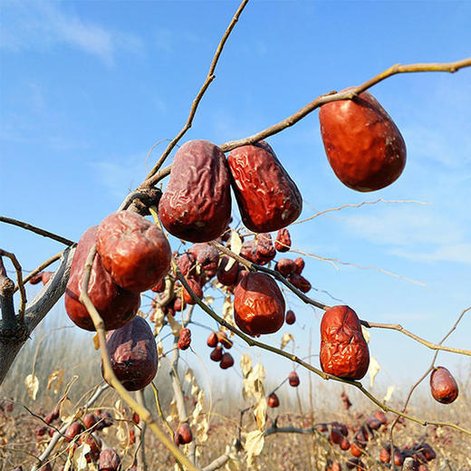 新疆子母河原枣|树上自然干,甘甜,核超小