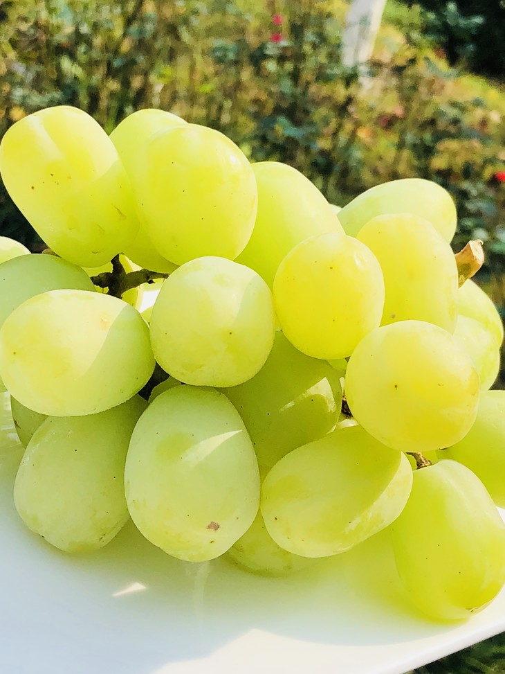 澳洲秋日酥大青提惊艳饱满大颗粒清脆巨甜15斤