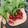 樱桃萝卜 500g 商品缩略图0