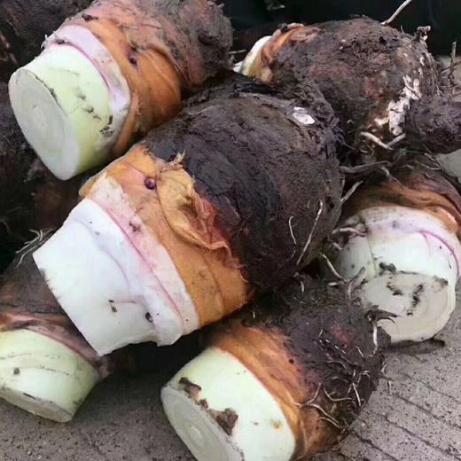 【粉糯黏嫩】广西荔浦芋头 商品图5