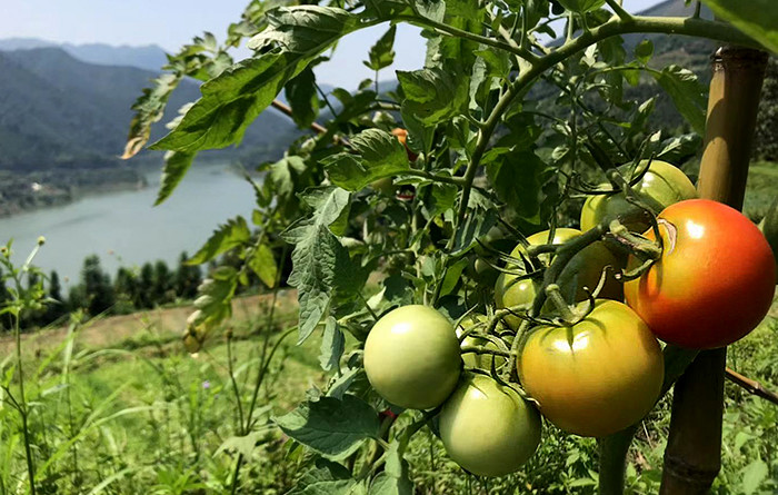 番茄露天种植广东乐昌绿乐源有机农场不发广东省外