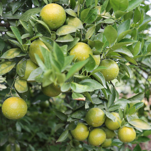 【广西•武鸣皇帝柑】新鲜采摘，果肉饱满，肉质细嫩，清甜多汁，营养美味~ 商品图4