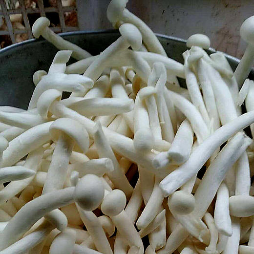 新鲜有机白玉菇 | 广东乐昌 绿乐源有机农场【不发广东省外】