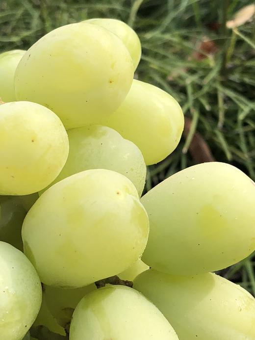 澳洲秋日酥大青提惊艳饱满大颗粒清脆巨甜15斤