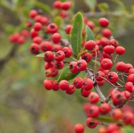 秒抢周末去少儿公园捡秋果果名额