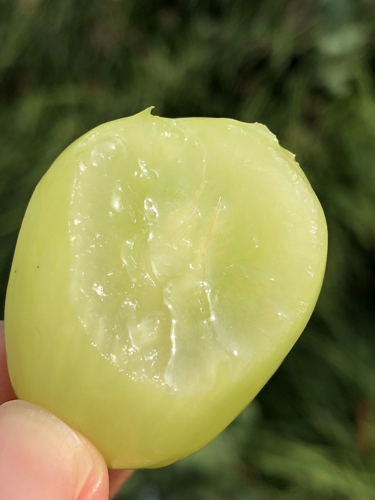 澳洲秋日酥大青提惊艳饱满大颗粒清脆巨甜15斤