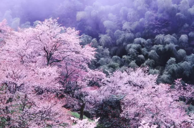 3月 日本 东京富士山奈良樱花6天旅拍