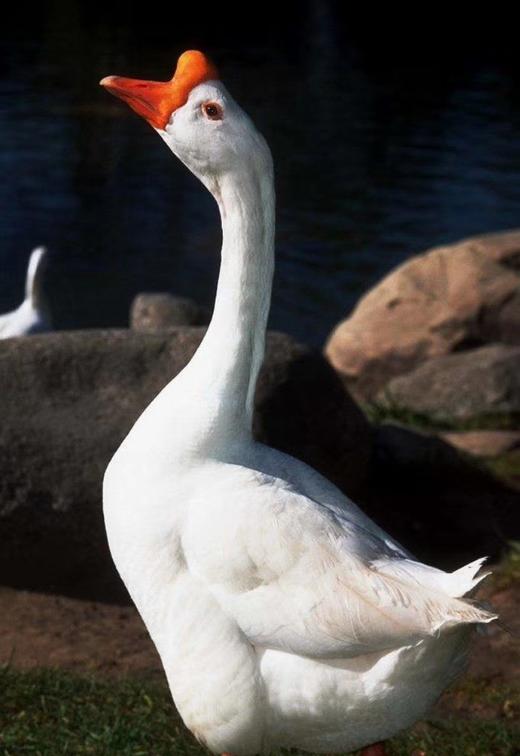 山养大鹅 商品图0