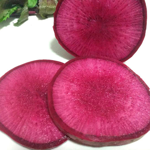 紫美人沙窝萝卜