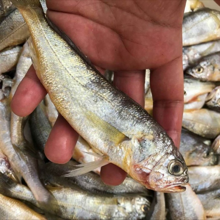 4份包邮小黄花鱼500g渤海湾深海野生捕捞跟养殖的大黄花鱼不一样