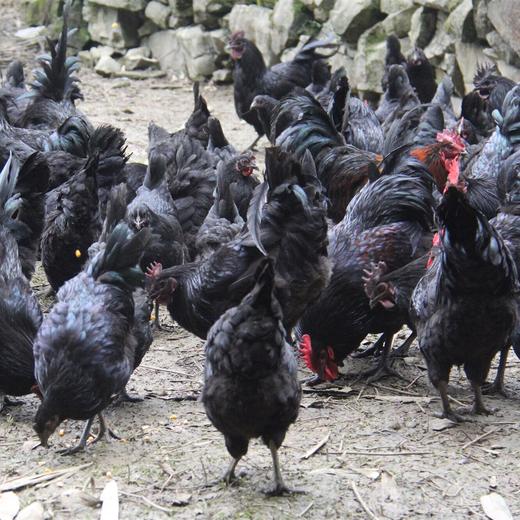 江苏绿壳蛋30枚约2.7-3斤土鸡蛋 A-568  甄源 商品图8