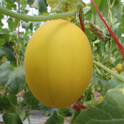 东北三省专享申鲜特供海南王品冰糖蜜瓜