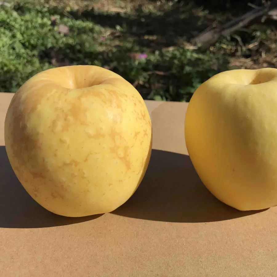 女神节特惠 自家冬恋苹果 家庭装中果9枚