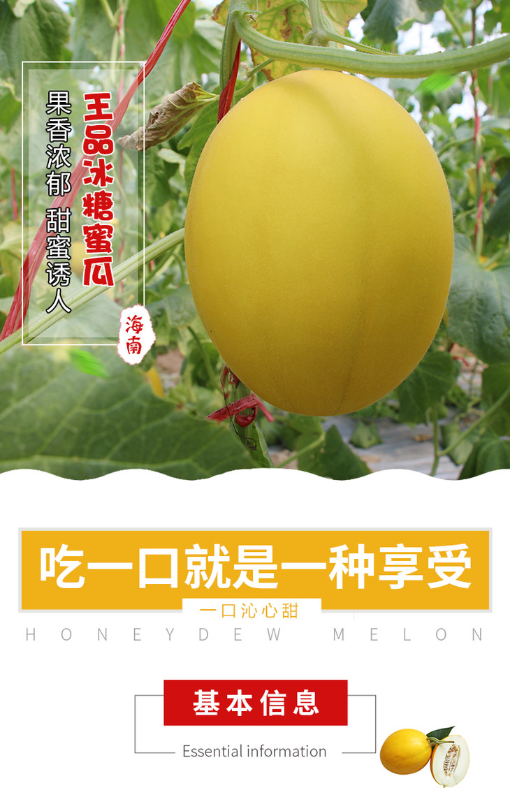 东北三省专享申鲜特供海南王品冰糖蜜瓜