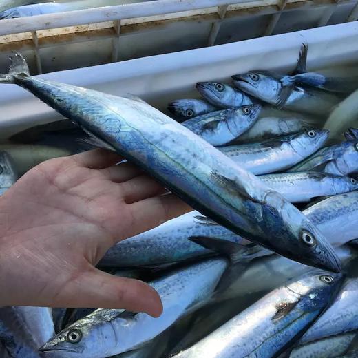 赠品鲅鱼尾500g丨渤海湾远洋深海捕捞