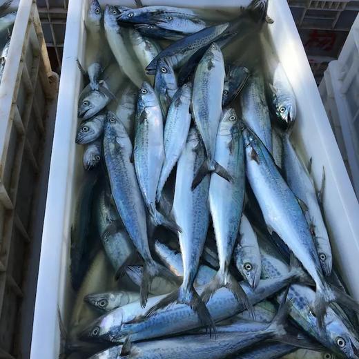 赠品鲅鱼尾500g丨渤海湾远洋深海捕捞