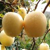 奶油富士 黄元帅 苹果 5斤 商品缩略图3