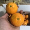 大丰蜜桔【7斤装】 商品缩略图0