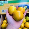 高原王子橙 2号果 商品缩略图1