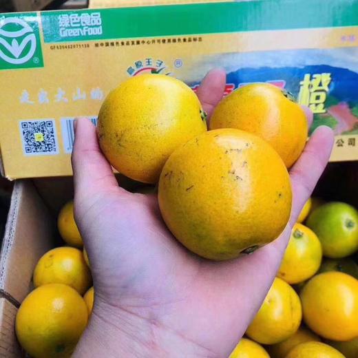 高原王子橙 2号果 商品图1