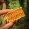 生态带巢蜂蜜（巢蜜） | 绿家自产 *Eco-nest honey | Self-production 商品缩略图3