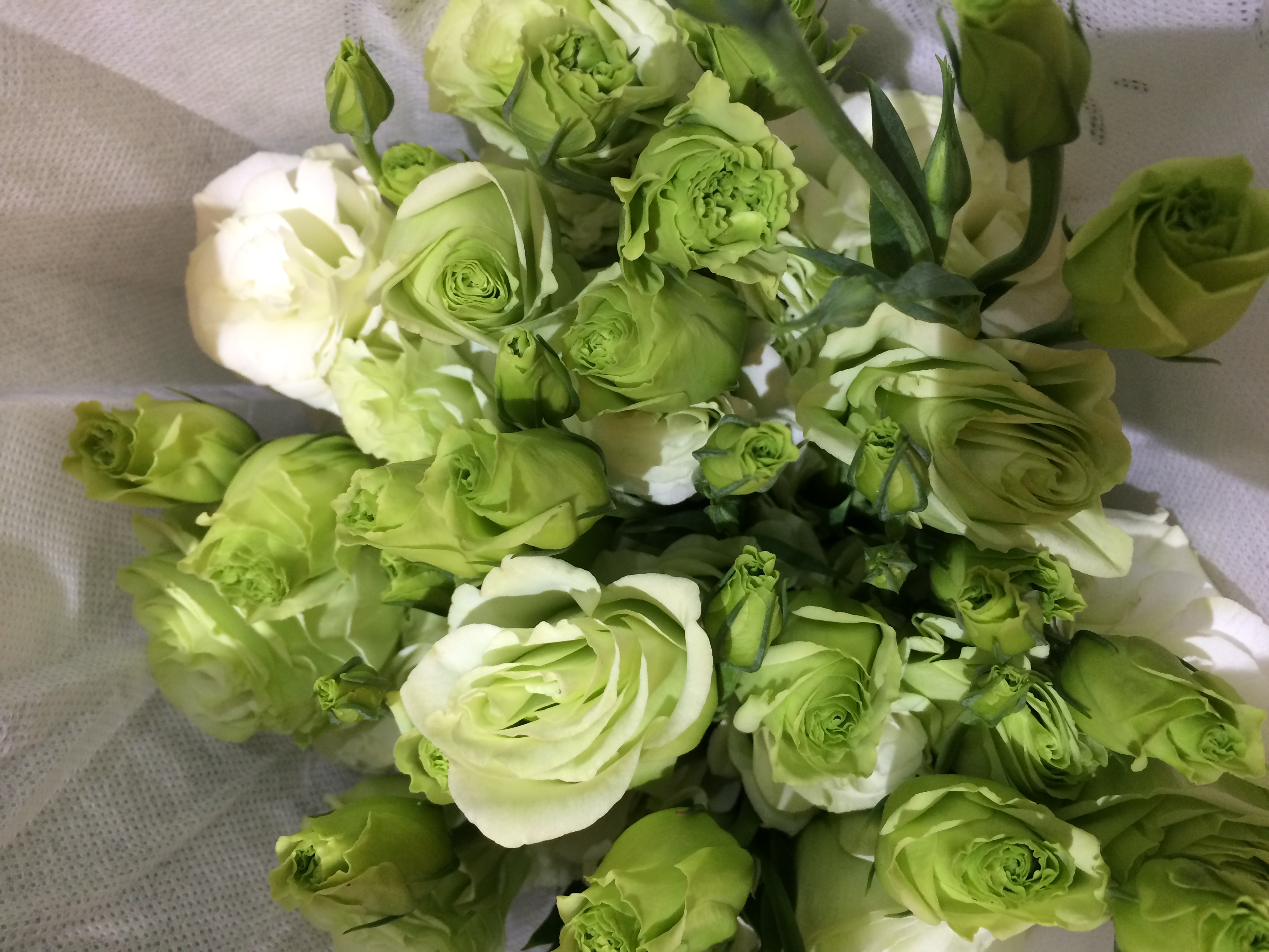 预售周五到货绿色洋桔梗