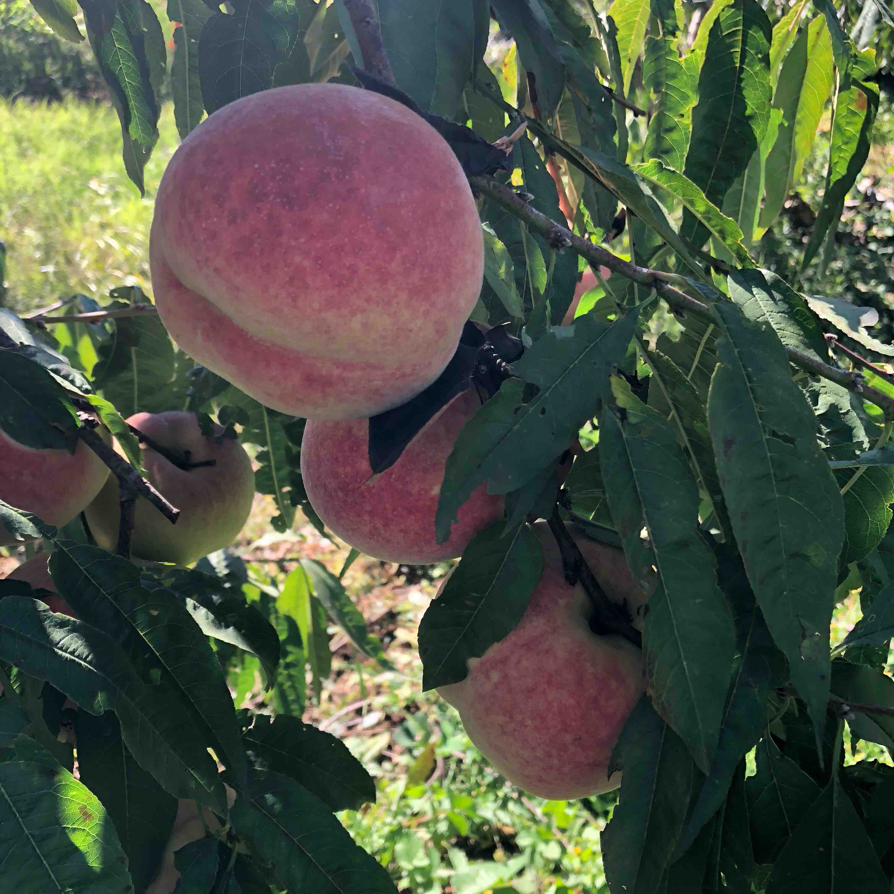 全国包邮不发货区域见链接详情云南大理高山冬桃5斤装15个左右不一样