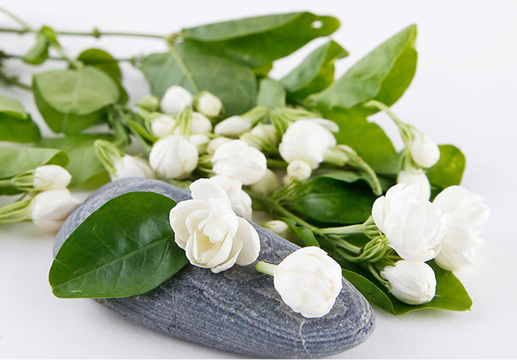 云南有着中国最大的小花茉莉提香基地.