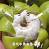 葡萄柚 商品缩略图9