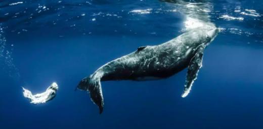 南太平洋 "鲸歌电台之旅" 9天