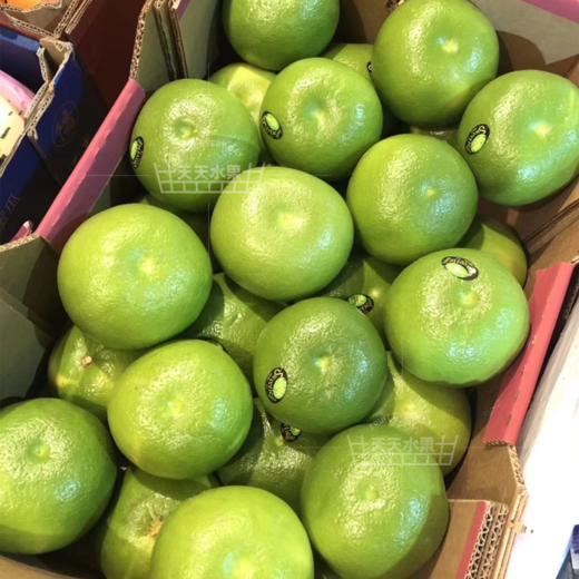 葡萄柚 商品图8