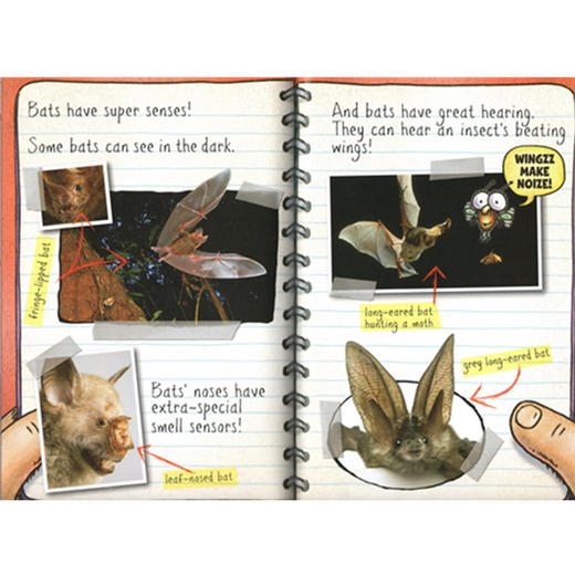 苍蝇小子科普读本 Fly Guy Presents 可爱易懂的桥梁科普书 商品图2