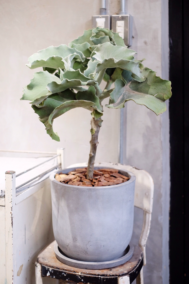 珍奇沙漠植物仙女之舞kalanchoebeharensis