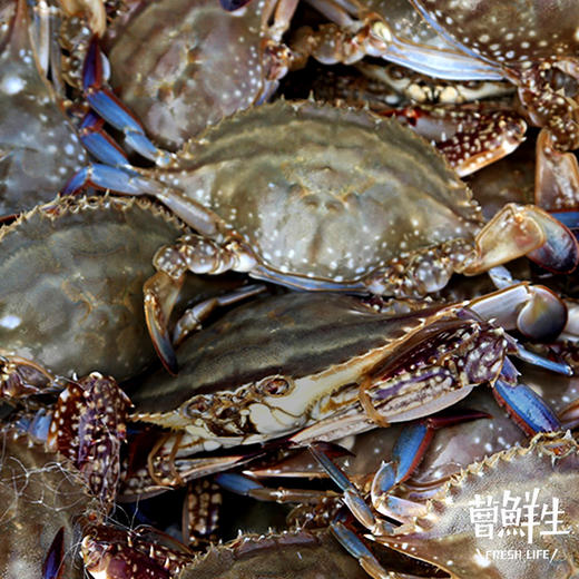 会员168元斤渤海湾野生蟹