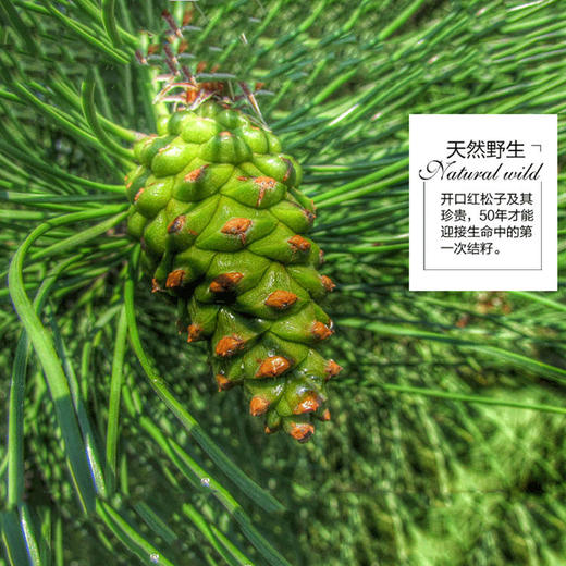 【2025新货来啦】【坚果】新果【带夹子】【非油炸烘焙大松子】好吃到停不下来的纯天然无.红松子，颗粒饱满，香酥脆爽！1斤88元包邮~金秋收获== 商品图2