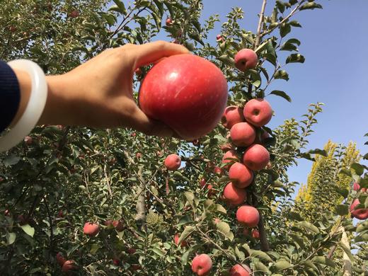 代理产品勿拍阿克苏冰糖心苹果 家庭装 中果 17-18个80-90mm/8斤 商品图3