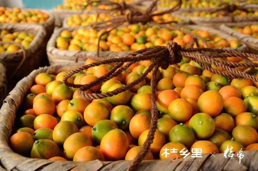 金柑 商品图5