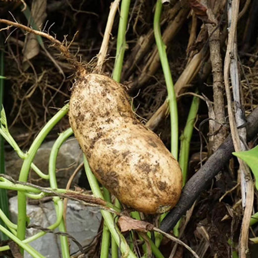 广西长寿之乡高山白玉薯5斤装新鲜粉白肉薯地瓜