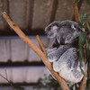 【项目费】澳大利亚动物保护国际志愿者 商品缩略图3