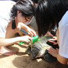 【项目费】惠州海龟保护国际志愿者 商品缩略图0