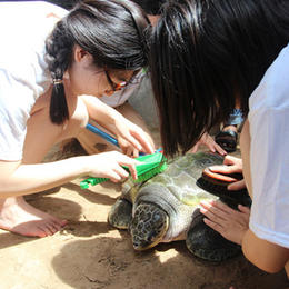 【项目费】惠州海龟保护国际志愿者
