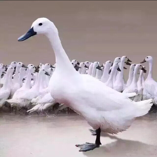 福建 连城 白鸭1只（900g左右/只，一年/两年/三年）