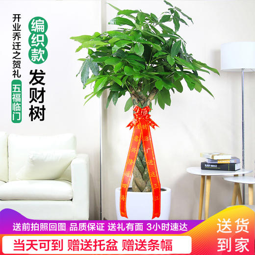 辫子发财树盆栽-客厅植物绿植办公室送开业乔迁送礼（总高1米6左右）（送货上门） 商品图0