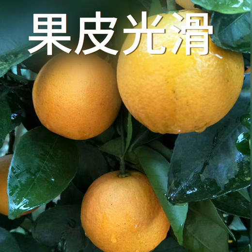 竹海冰糖橙 10斤 包邮 商品图2