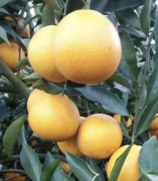 新平优质冰糖橙(5kg/袋)  哀牢山冰糖橙  水分充足  非常好吃 商品图3